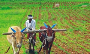 छत्तीसगढ़ में किसानों  को मौसम आधारित सलाह दे रहे कृषि वैज्ञानिक
