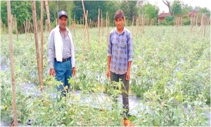 सफ़लता की कहानी: करेला और टमाटर की खेती से लाखों रुपए कमा रहे है किसान