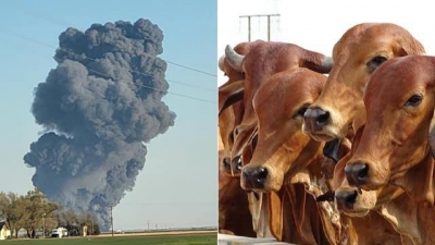 Accident: खेतों में लगी भीषण आग, 18 हजार से अधिक गायों की जलने से मौत