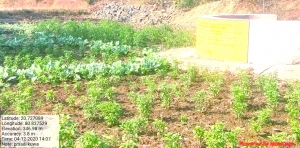 नरवा योजना से आई खुशहाली, अब गर्मी में भी सब्जी फसल से हुआ 21 हजार का लाभ