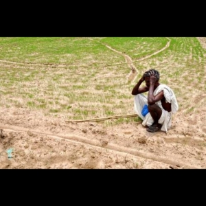 सूखे की चपेट में अन्नदाताः किसानों की बढ़ी मुश्किलें, पानी की कमी से सूख रही खेतों में लगी फसलें…