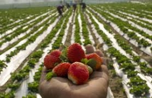 छत्तीसगढ़ के दूर आदिवासी इलाके में अब खेतो में हो रही है स्ट्रॉबेरी की बंपर उत्पादन, फसल हो रही तगड़ी, किसान खुश हैं लेकिन...