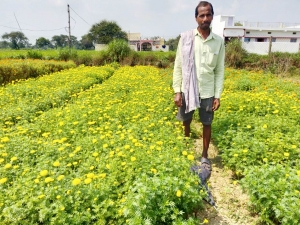 नवाचारी किसान गेंदे की खेती से बना लखपति, गेंदे की खेती कर किसान हो सकते है मालामाल