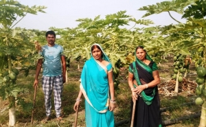 पपीता की खेती ने बदली कुंजबाई की किस्मत, तैयार पूरी फसल खेत में ही बिकी!