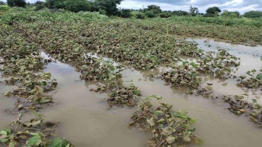 किसानों पर मौसम की दोहरी मार, बेमौसम बारिश और ओलावृष्टि से दलहन सब्जी की फसल खराब, भारी नुकसान
