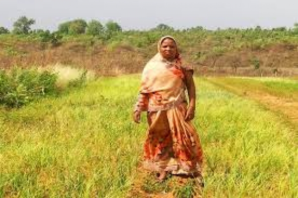 गौठान बना बेसहारों का सहारा एक सीजन में 55 हजार रूपये से अधिक की कमाई, अभी हो रही बैंगन, मिर्ची, रागी की खेती