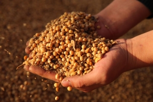 छत्तीसगढ़ के किसानों को खरीफ फसलों के लिए 2 लाख 62 हजार 216 क्विंटल बीज वितरित