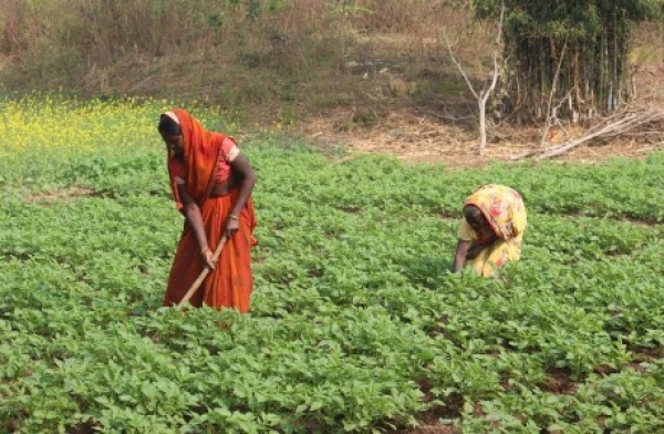 बिहान योजना से हो रहा पहाड़ी कोरवा एवं पण्डो परिवार का उत्थान