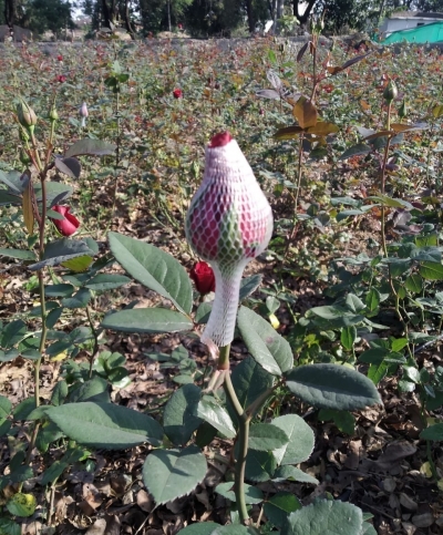 गुलाब फूल को जल्दी पूरा न खिलने के लिए लगाया गया कवर।