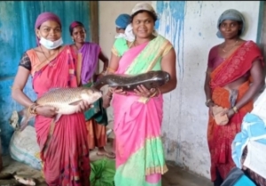 मछली पालन से आर्थिक उड़ान पर चल पड़ी हैं महिलाएं, 1 लाख 50 रूपए की हुई आमदनी…