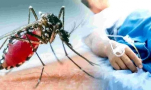 Dengue-Malaria Cases In CG: छत्तीसगढ़ में डेंगू-मलेरिया का कहर, बिलासपुर में 18 साल के युवक की मौत तो भिलाई में तेजी से बढ़ रहा मरीजों का आंकड़ा