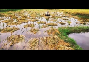 रबी धान फसल पर फिर छाया संकट के बादल... अचानक बारिश होने से किसान चिंतित...