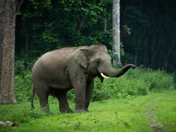 Elephant Terror in Chhattisgarh : जंगली हाथी के इस आतंक से आसपास के लोगों का जीना बेहाल है