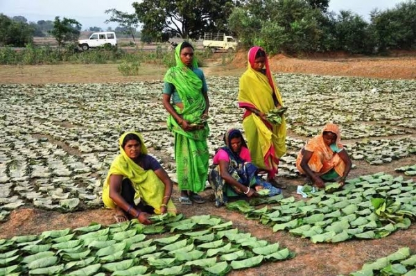 छत्तीसगढ़ में हो रहा देश के तीन चौथाई लघु वनोपजों का संग्रहण