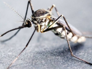 Bastar News: मलेरिया की चपेट में आ रहे नक्सल मोर्चे पर तैनात जवान, बस्तर में मानसून में बढ़ रहा प्रकोप