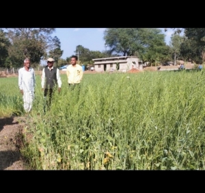 छत्तीसगढ़ की बदलती खेती किसानी : सरसों की खेती कर आर्थिक लाभ कमा रहे नवागांव के किसान...