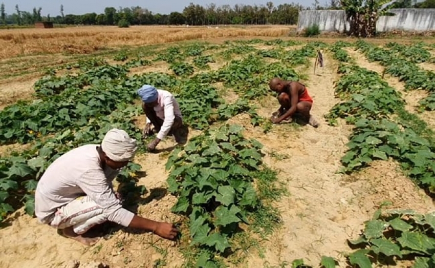 Chhattisgarh News: छत्तीसगढ़ के अबूझमाड़ में नई सुबह, किसानों को मिलने लगा उनका हक