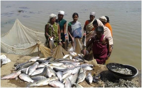 गौठानों में मछली पालन कर आर्थिक रूप से समृद्ध हो रही है स्वसहायता समूह की महिलाएं