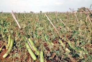 अकाल के डर से जूझ रहे बिलासपुर के किसानों पर बरसी मुसीबत, बारिश से फसलों को भारी नुकसान