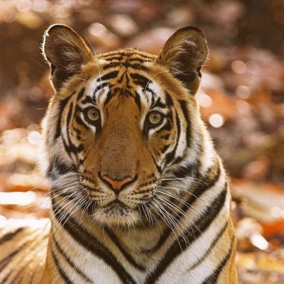 विश्व बाघ दिवस: बाघ को बचाने के लिए घास को बचाना होगा